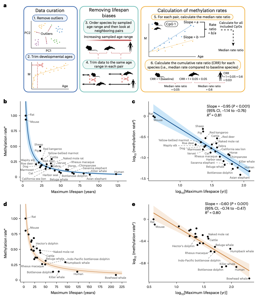 Nature Aging：DNA甲基化水平與哺乳動物最大壽命呈負相關(guān)(圖1)